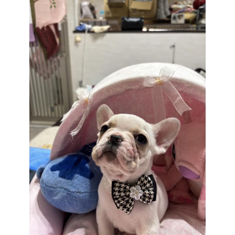 成約済の愛知県のフレンチブルドッグ-440253の3枚目