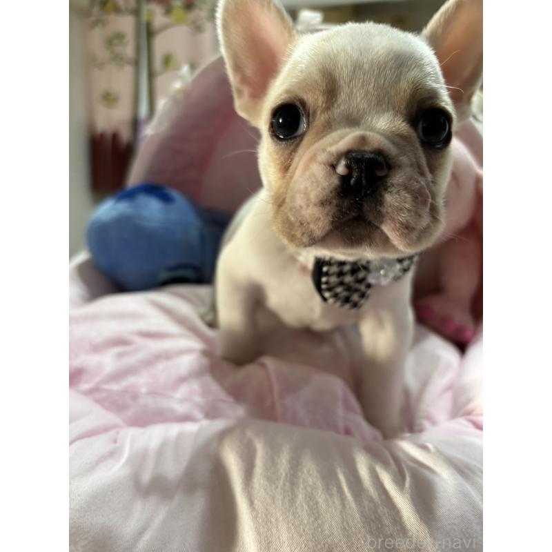 販売中の愛知県のフレンチブルドッグ-440253