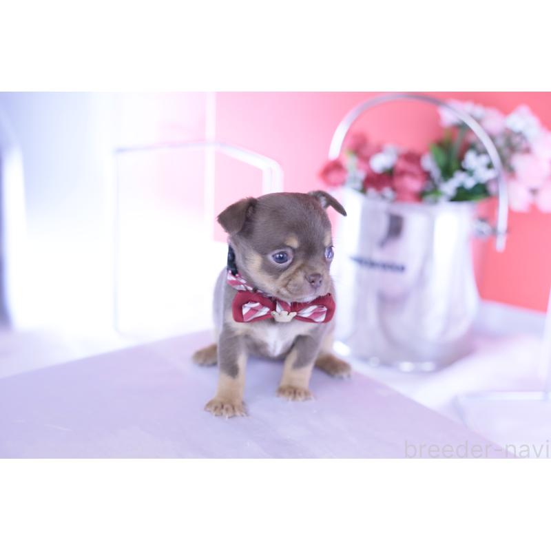 販売中の愛知県のチワワ(スムースコート)-443262の9枚目