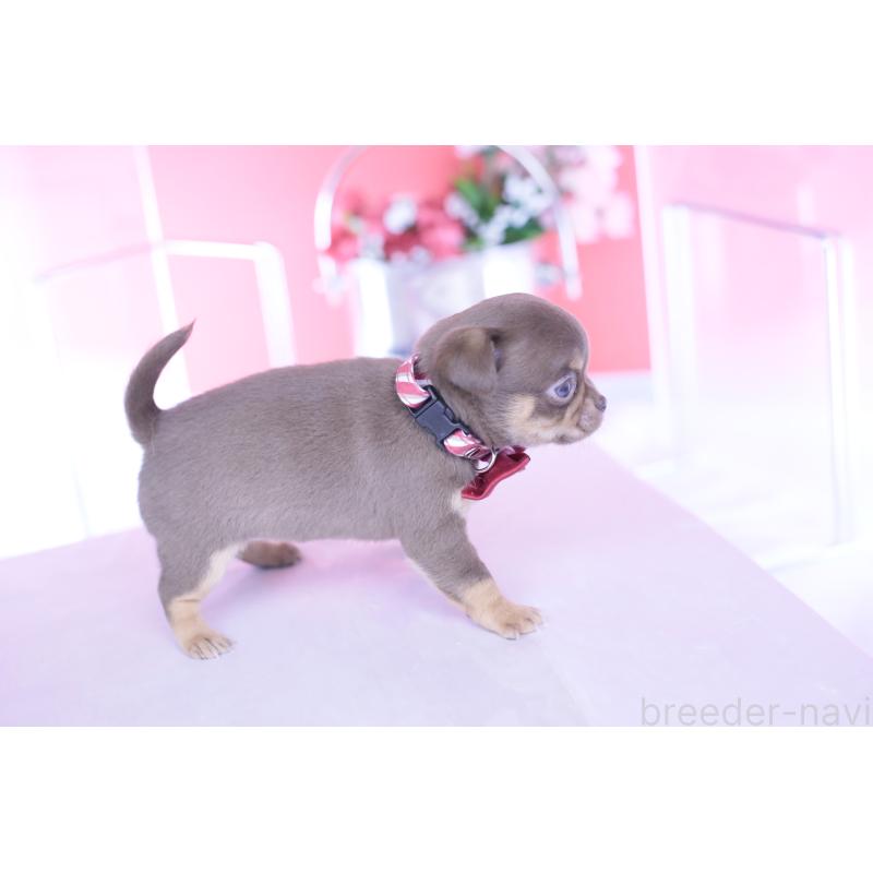 販売中の愛知県のチワワ(スムースコート)-443262の7枚目