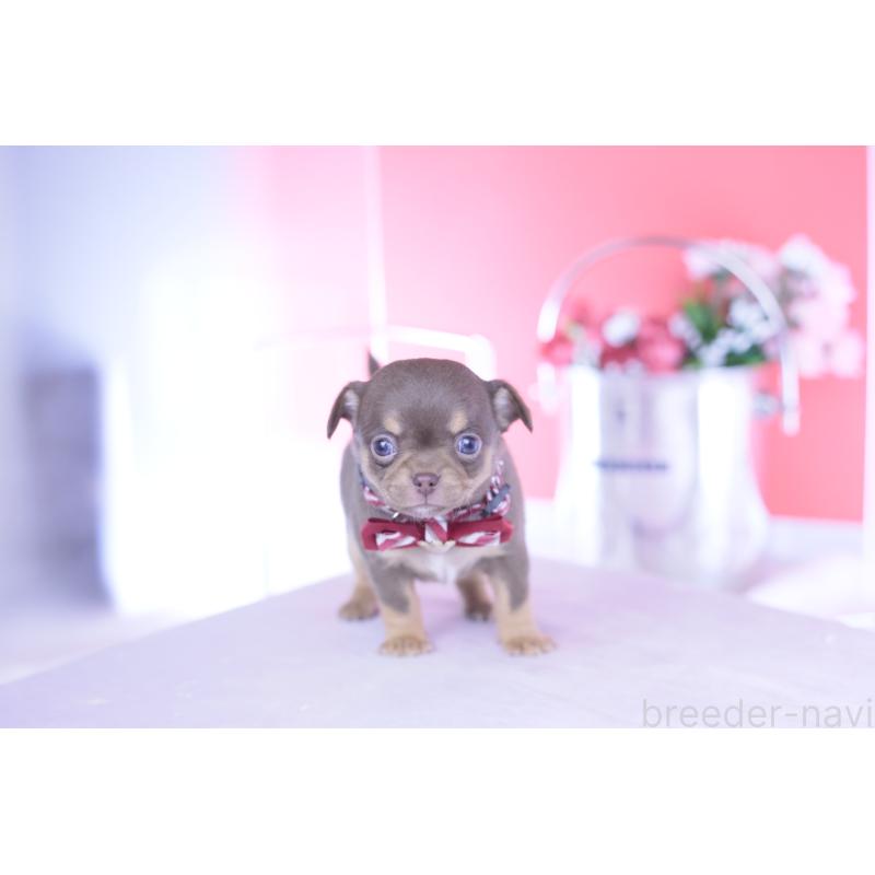 販売中の愛知県のチワワ(スムースコート)-443262の6枚目