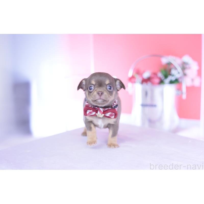 販売中の愛知県のチワワ(スムースコート)-443262の4枚目