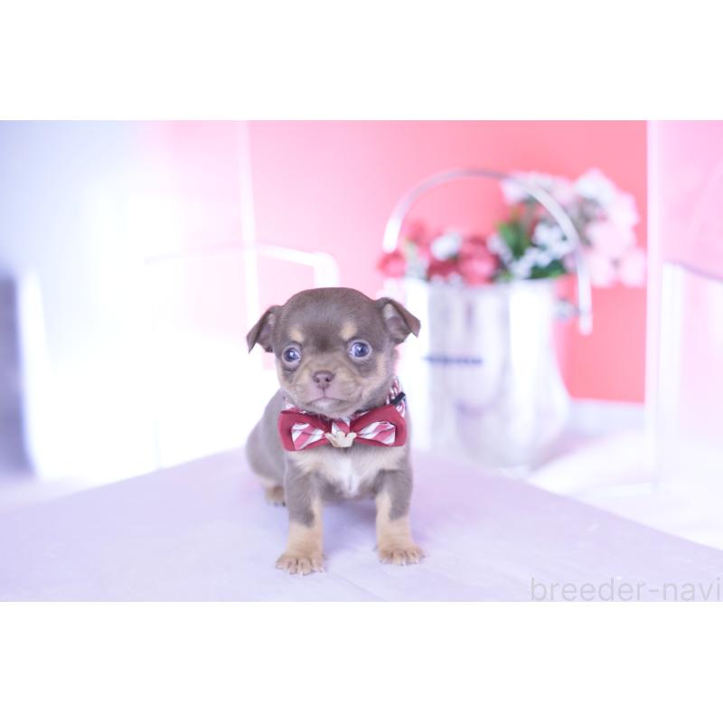 販売中の愛知県のチワワ(スムースコート)-443262の2枚目