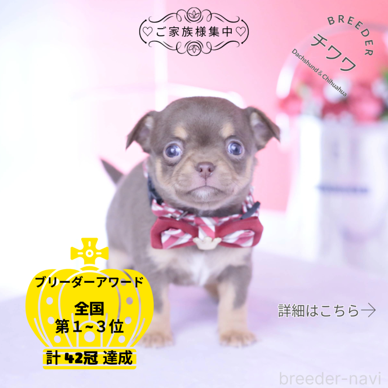 販売中の愛知県のチワワ(スムースコート)-443262の1枚目