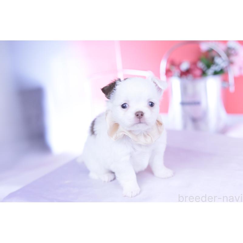 販売中の愛知県のチワワ(ロングコート)-443264の10枚目