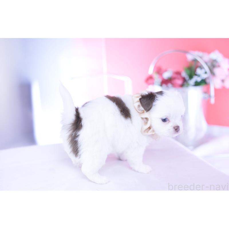 販売中の愛知県のチワワ(ロングコート)-443264の9枚目