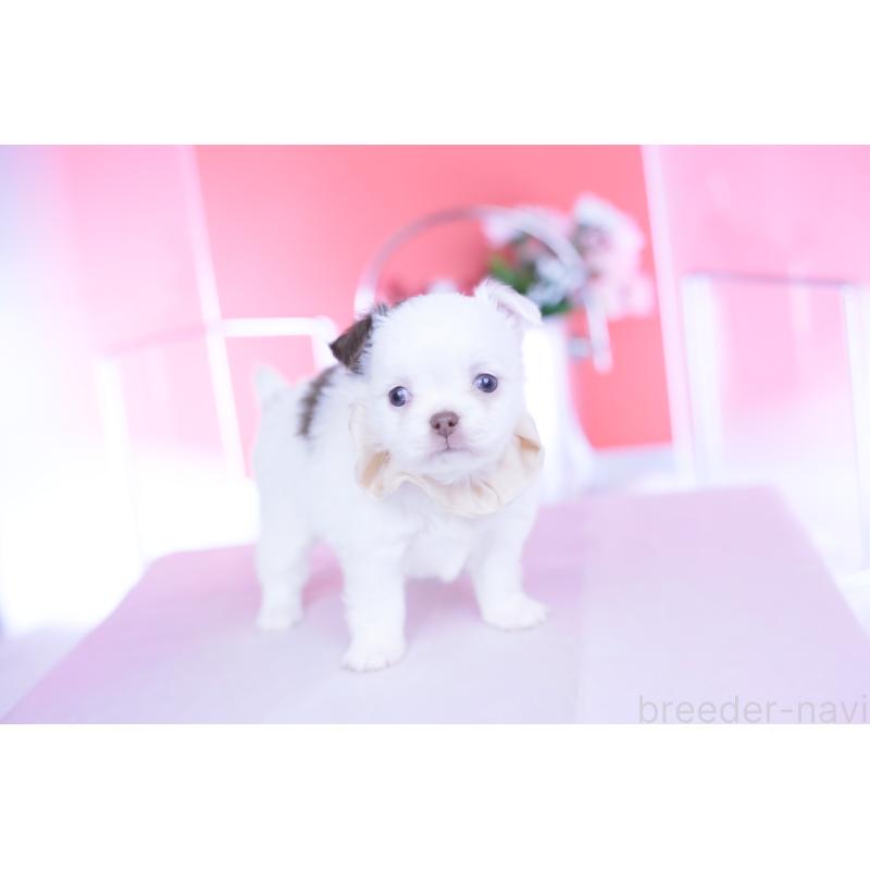 販売中の愛知県のチワワ(ロングコート)-443264の8枚目