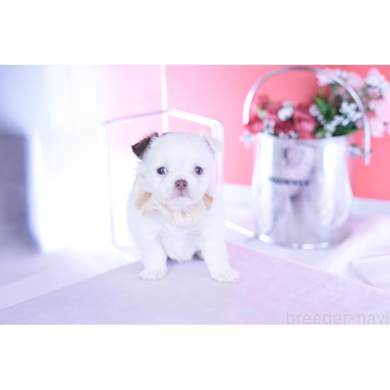 販売中の愛知県のチワワ(ロングコート)-443264の7枚目