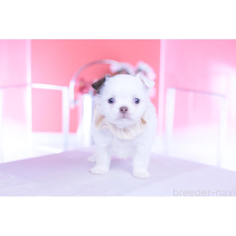 販売中の愛知県のチワワ(ロングコート)-443264の6枚目