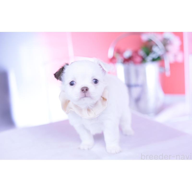 販売中の愛知県のチワワ(ロングコート)-443264の5枚目