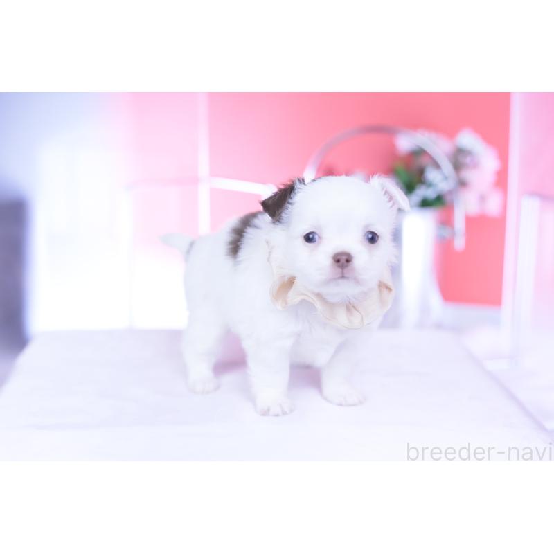 販売中の愛知県のチワワ(ロングコート)-443264の4枚目