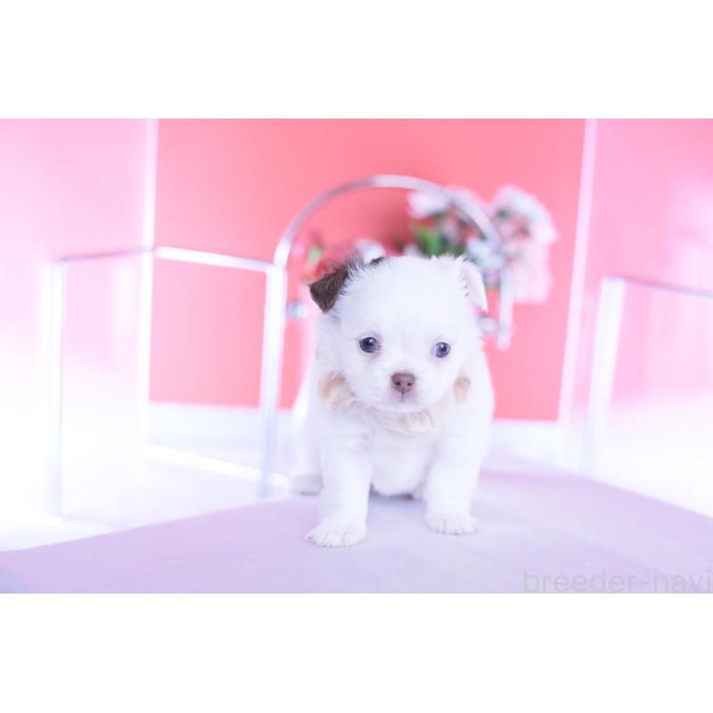 販売中の愛知県のチワワ(ロングコート)-443264の3枚目