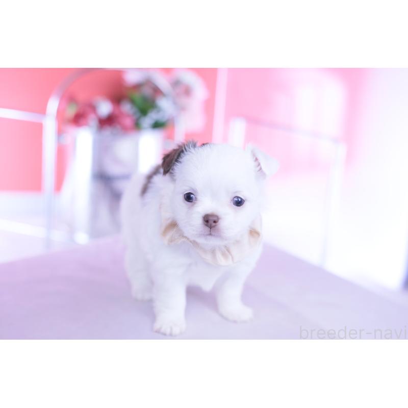 販売中の愛知県のチワワ(ロングコート)-443264の2枚目