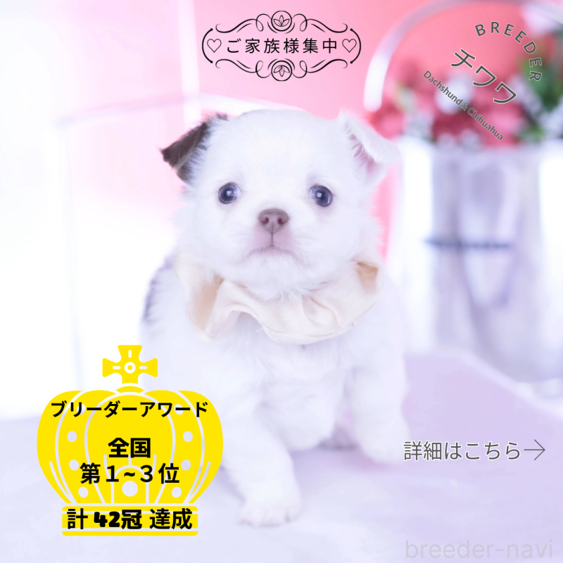 販売中の愛知県のチワワ(ロングコート)-443264