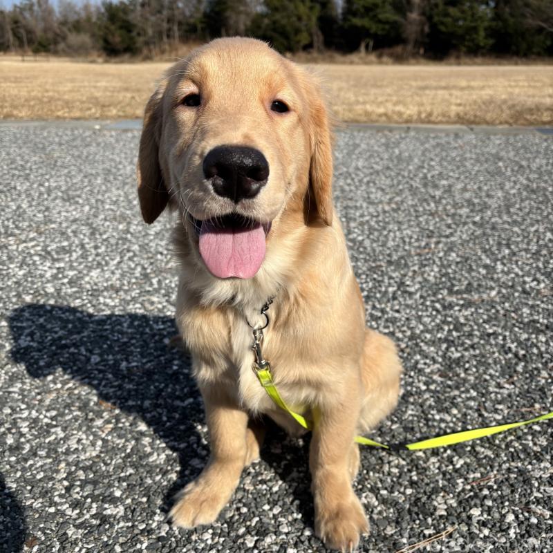 販売中の山口県のゴールデンレトリーバー-437725の5枚目