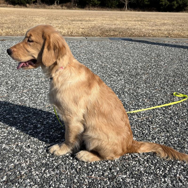 販売中の山口県のゴールデンレトリーバー-437725の4枚目