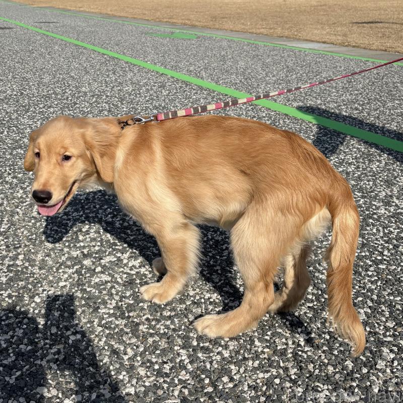 販売中の山口県のゴールデンレトリーバー-437725の3枚目