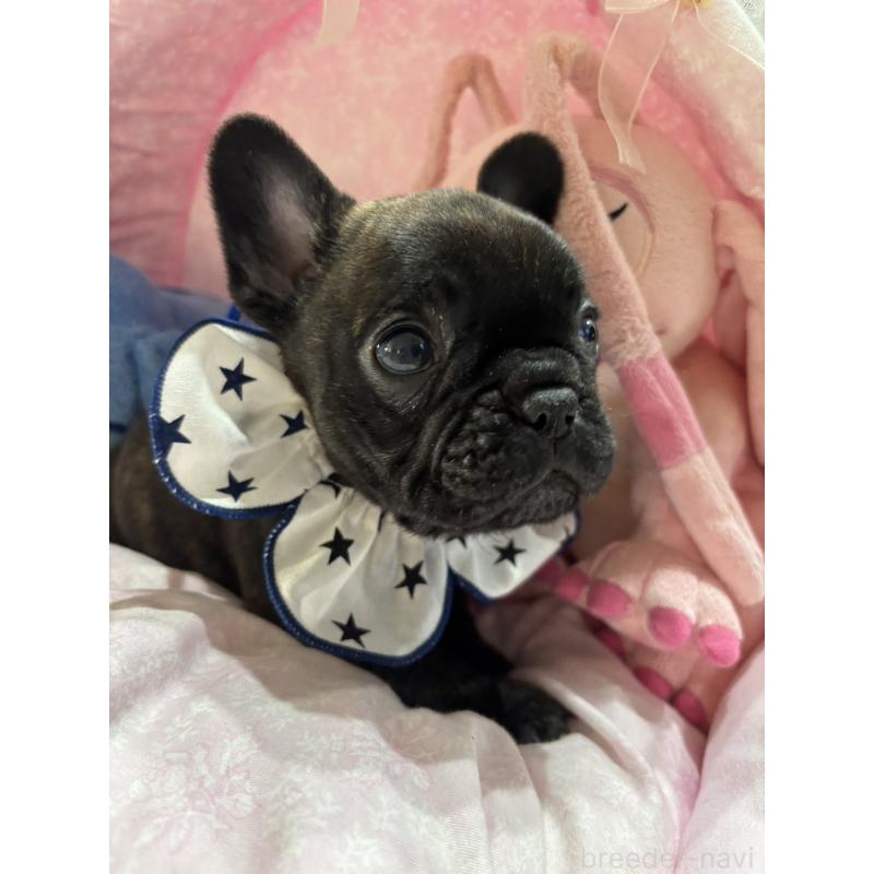 販売中の愛知県のフレンチブルドッグ-443263の4枚目