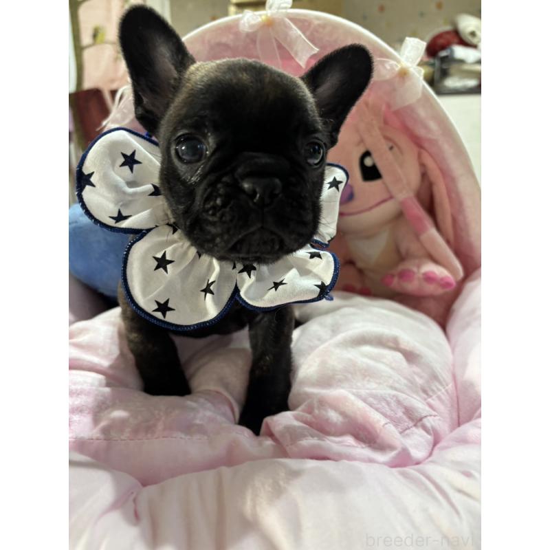 販売中の愛知県のフレンチブルドッグ-443263の1枚目