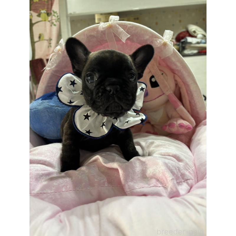 販売中の愛知県のフレンチブルドッグ-443263の3枚目