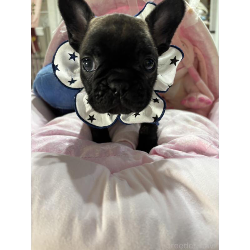 販売中の愛知県のフレンチブルドッグ-443263の2枚目