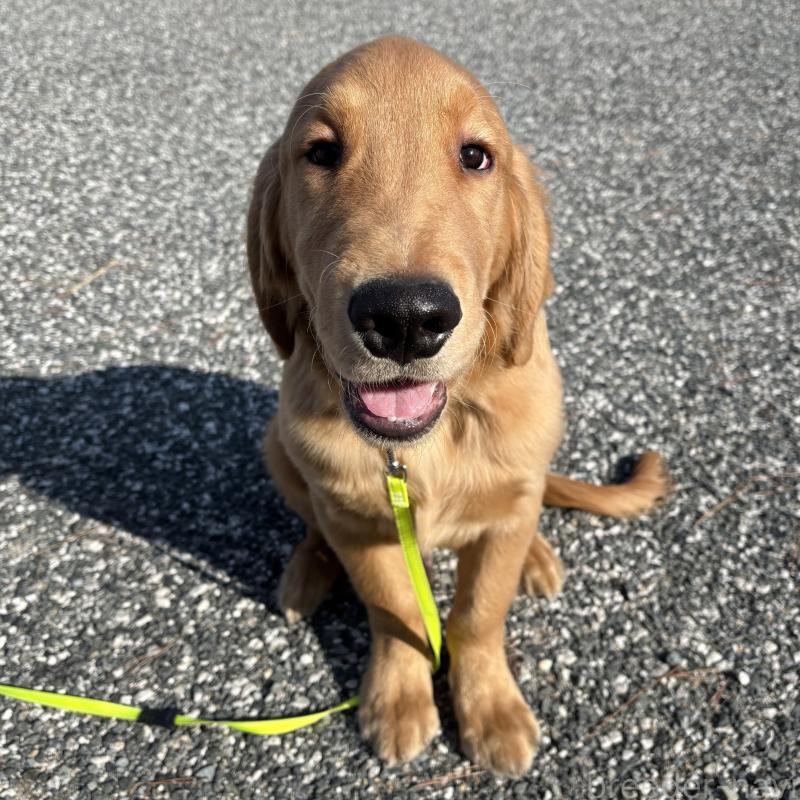 販売中の山口県のゴールデンレトリーバー-437724