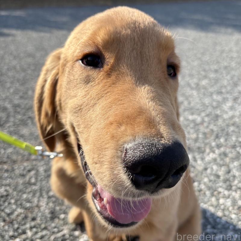 販売中の山口県のゴールデンレトリーバー-437724の7枚目