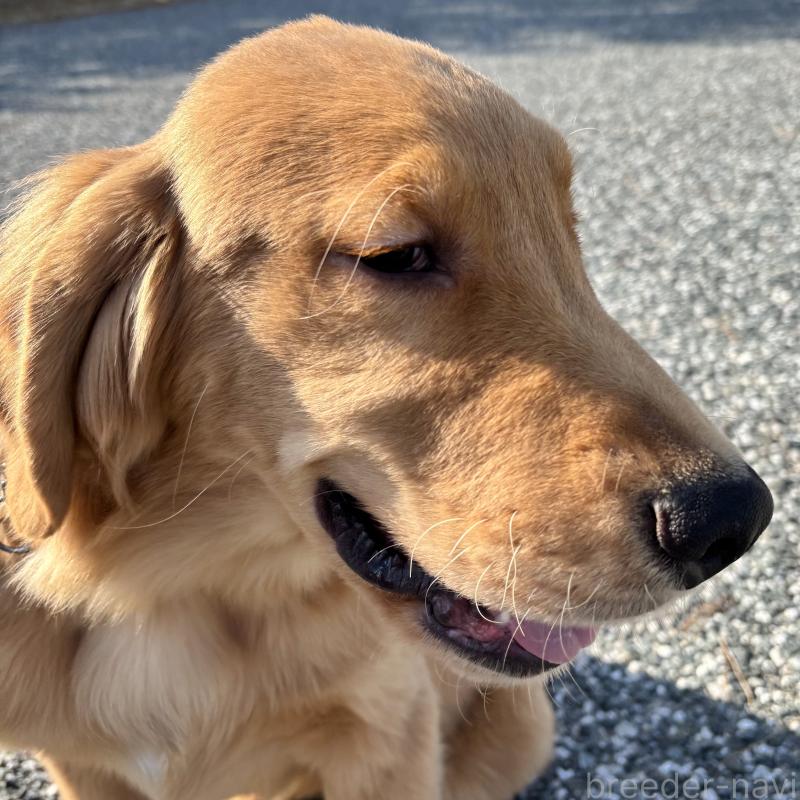 販売中の山口県のゴールデンレトリーバー-437724の6枚目