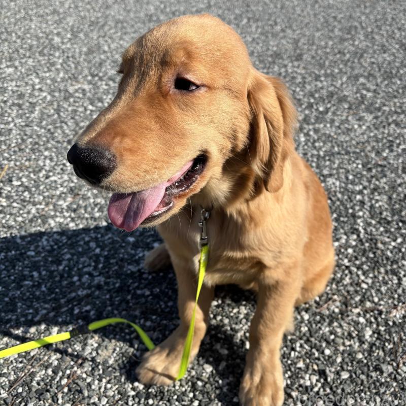 販売中の山口県のゴールデンレトリーバー-437724の4枚目