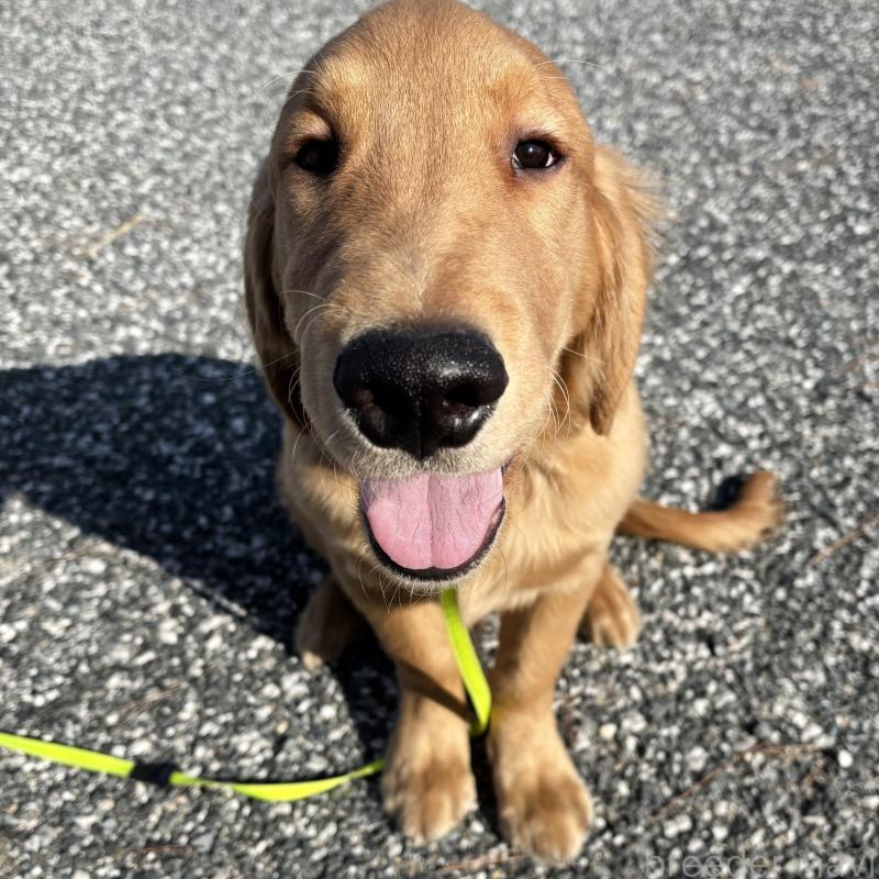 販売中の山口県のゴールデンレトリーバー-437724の3枚目