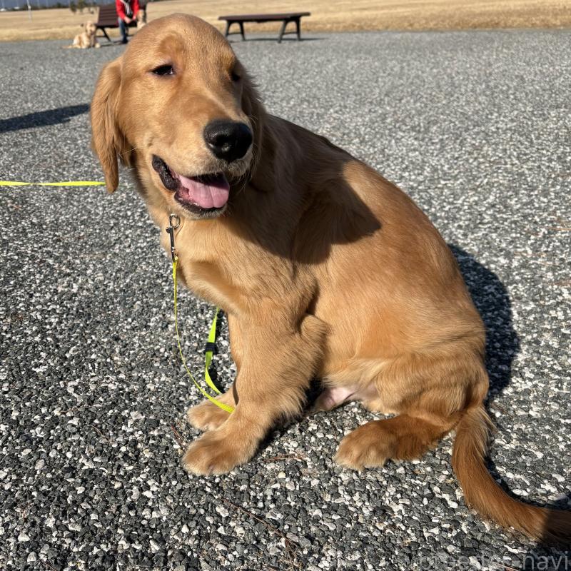 販売中の山口県のゴールデンレトリーバー-437724の2枚目