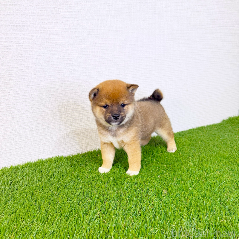 販売中の広島県の豆柴-443266の10枚目