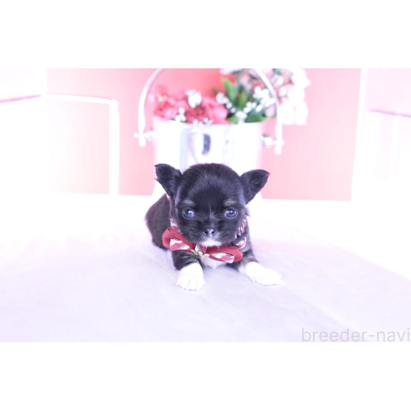 販売中の愛知県のチワワ(ロングコート)-443268の11枚目