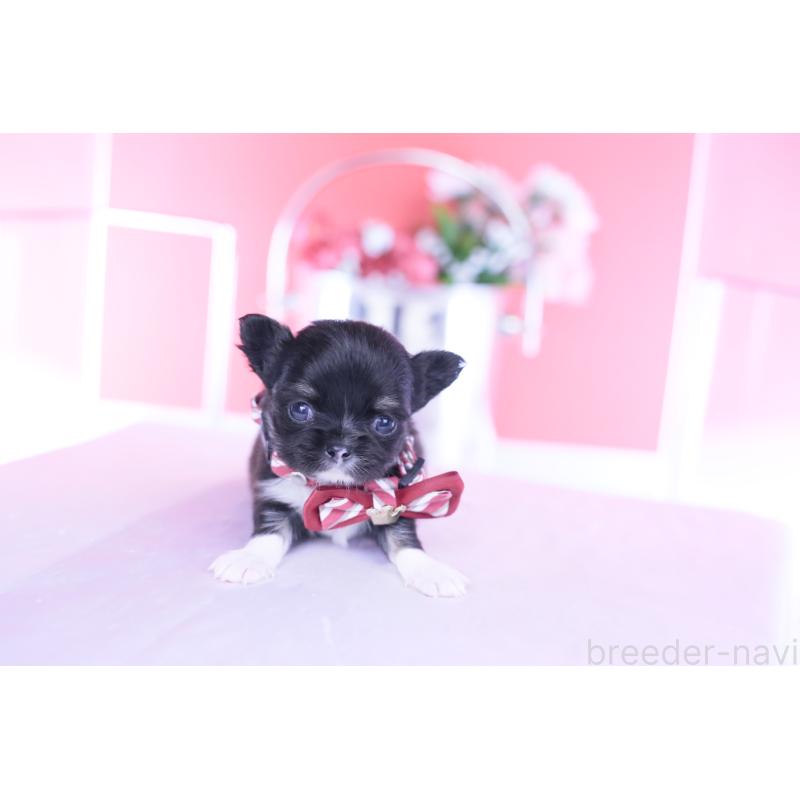 販売中の愛知県のチワワ(ロングコート)-443268の5枚目