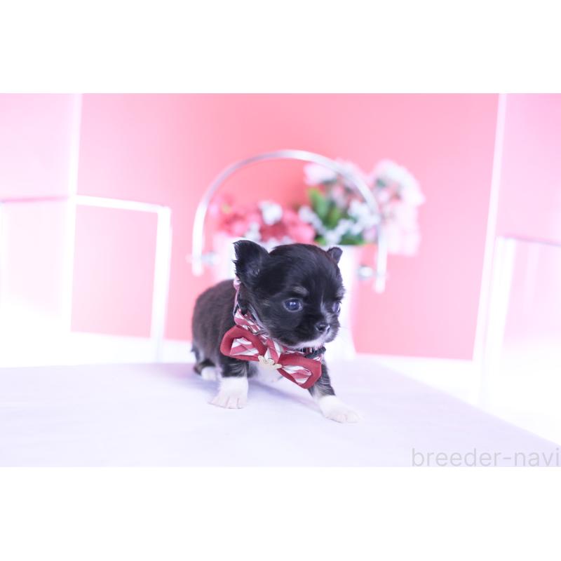 販売中の愛知県のチワワ(ロングコート)-443268の4枚目