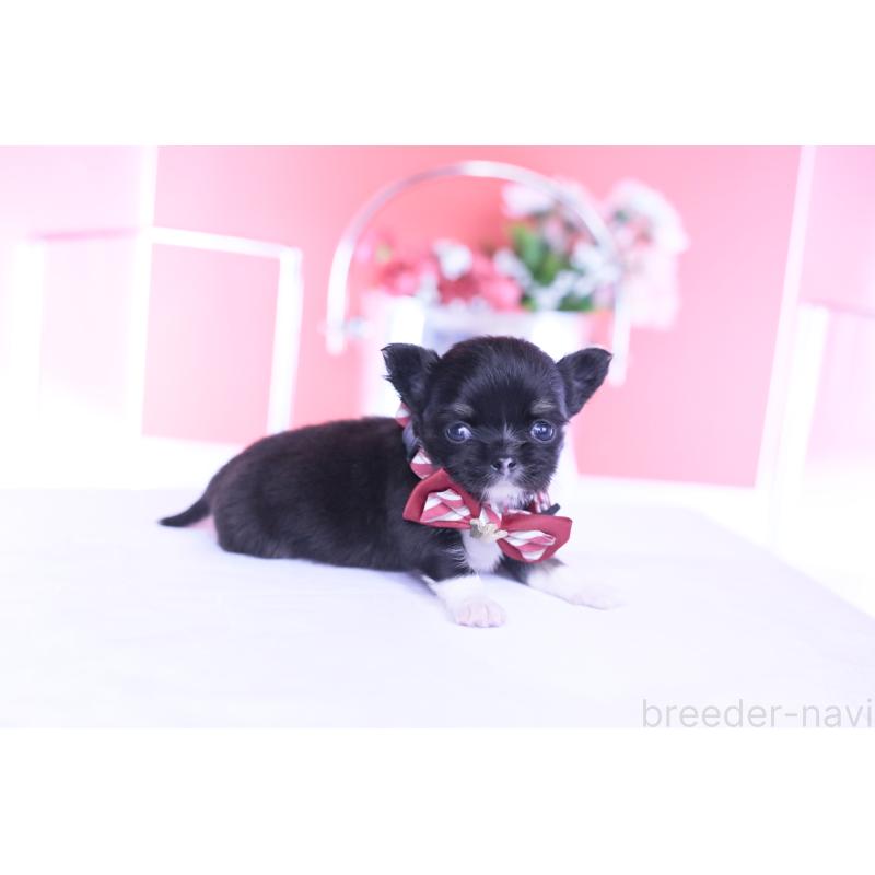 販売中の愛知県のチワワ(ロングコート)-443268の3枚目