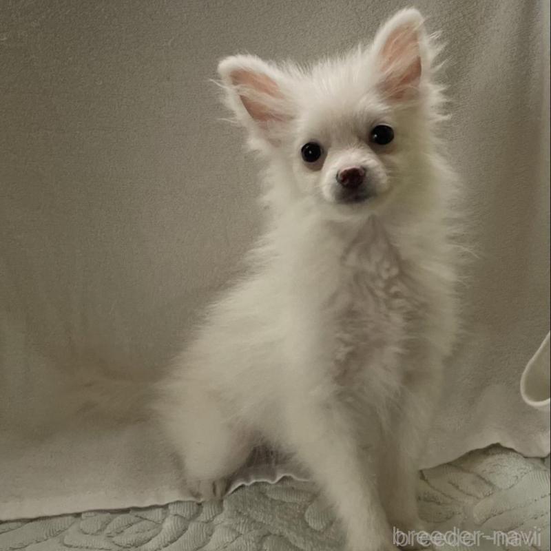 販売中の東京都のポメラニアン-443265の6枚目