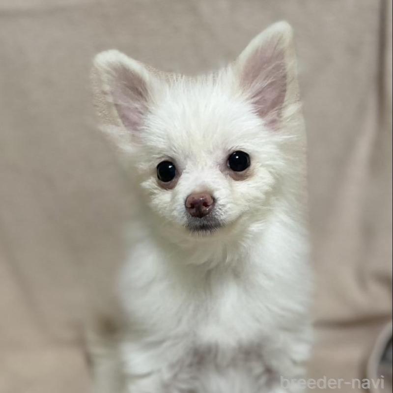 販売中の東京都のポメラニアン-443265の1枚目