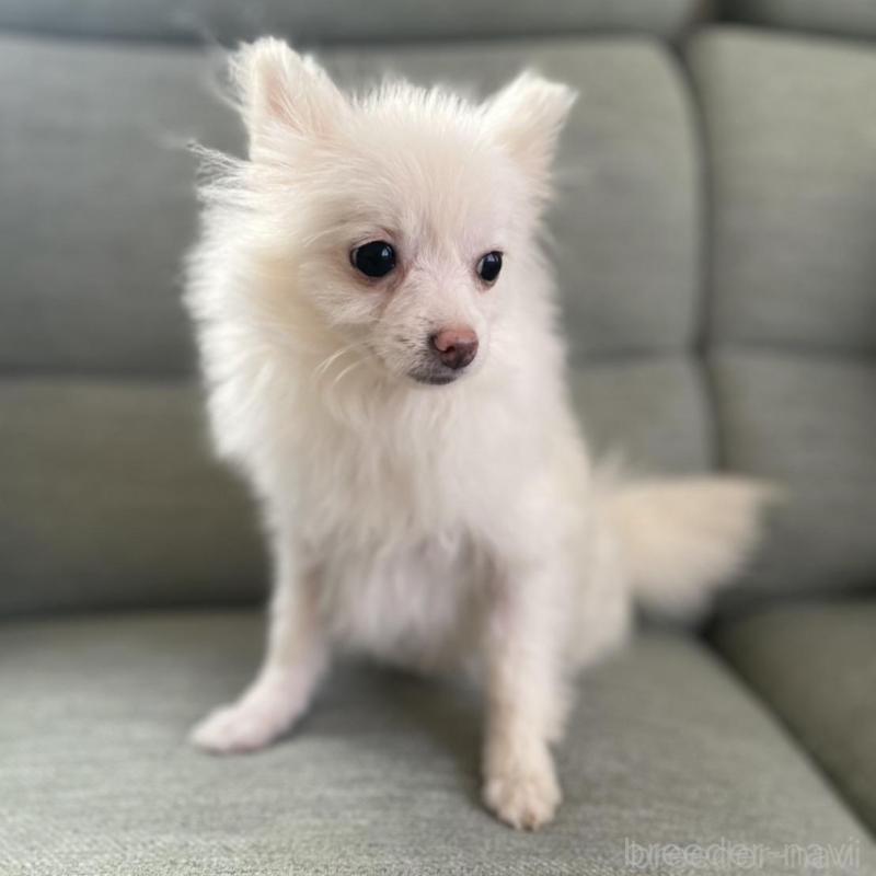 販売中の東京都のポメラニアン-443265の3枚目