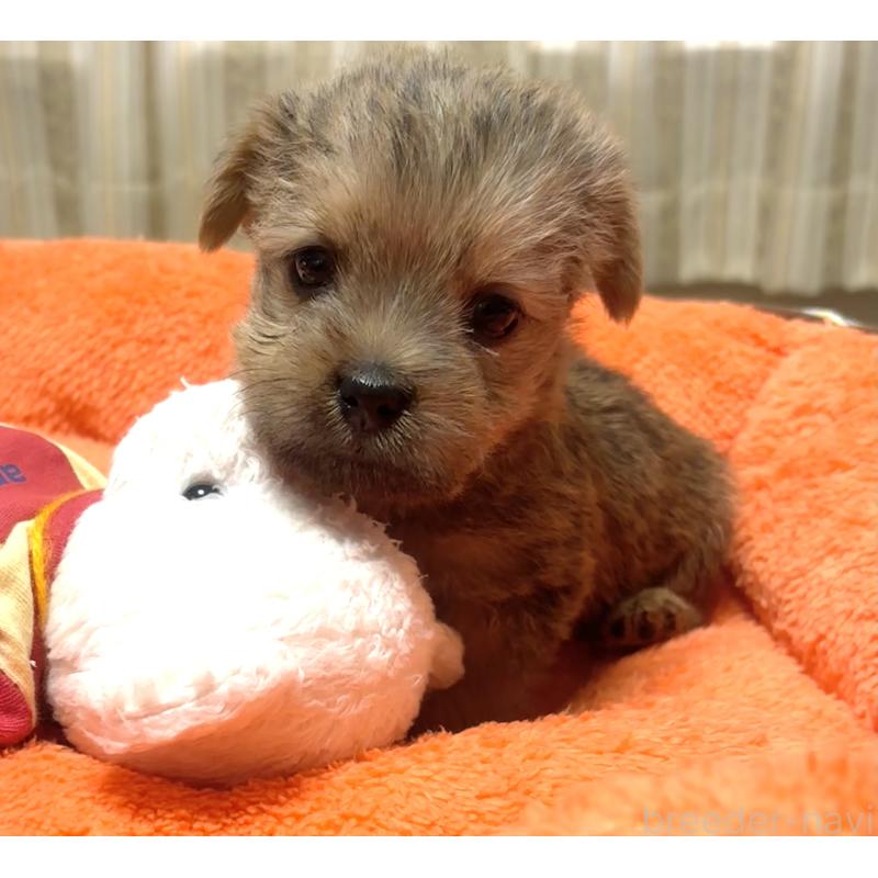 販売中の大阪府のノーフォークテリア-443269の6枚目