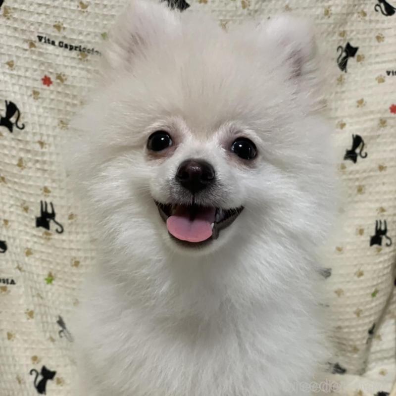 販売中の東京都のポメラニアン-443267