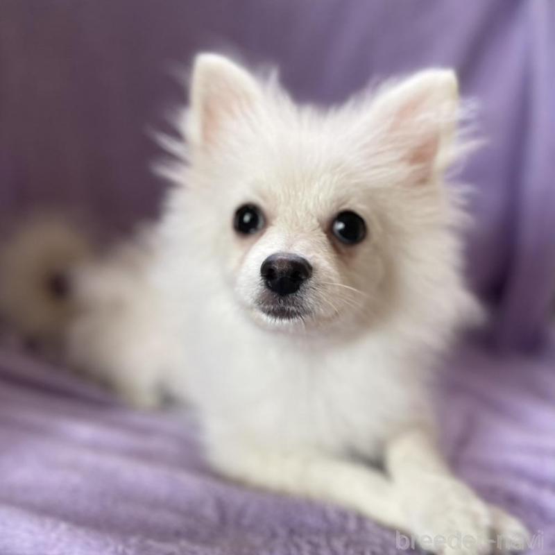 販売中の東京都のポメラニアン-443267の6枚目