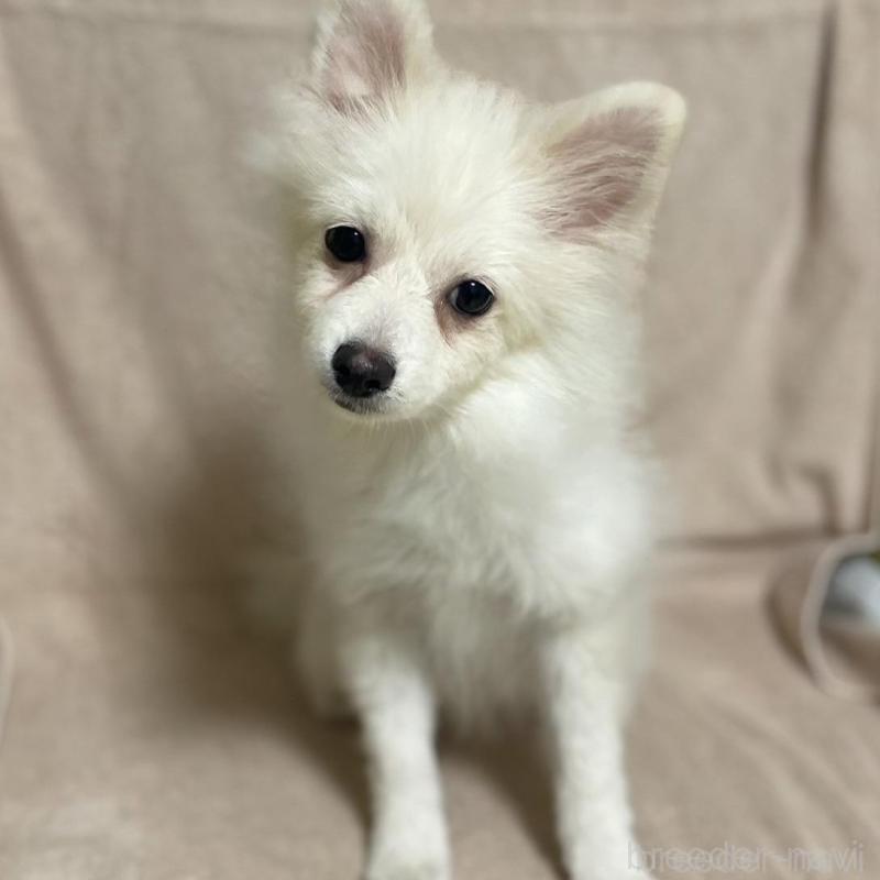 販売中の東京都のポメラニアン-443267の5枚目