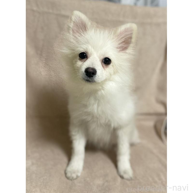 販売中の東京都のポメラニアン-443267の4枚目