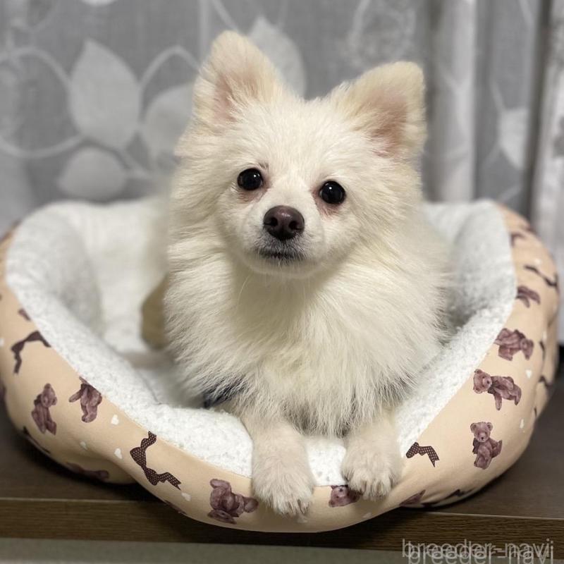 販売中の東京都のポメラニアン-443267の3枚目