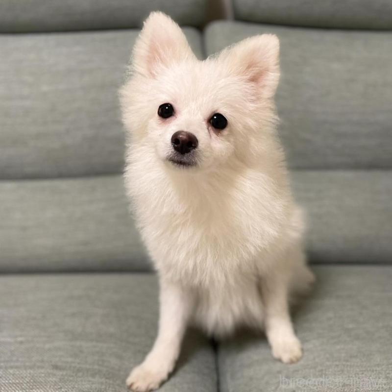 販売中の東京都のポメラニアン-443267の2枚目