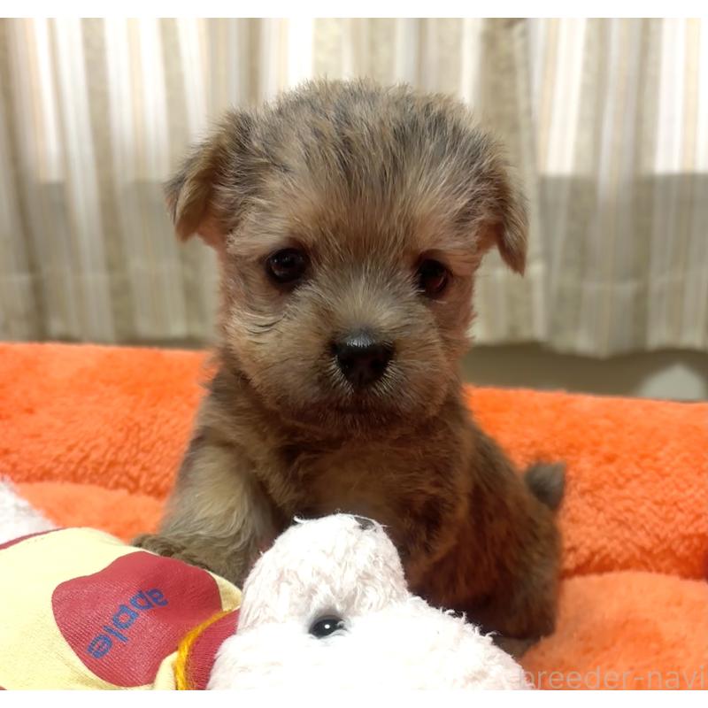 販売中の大阪府のノーフォークテリア-443269の5枚目