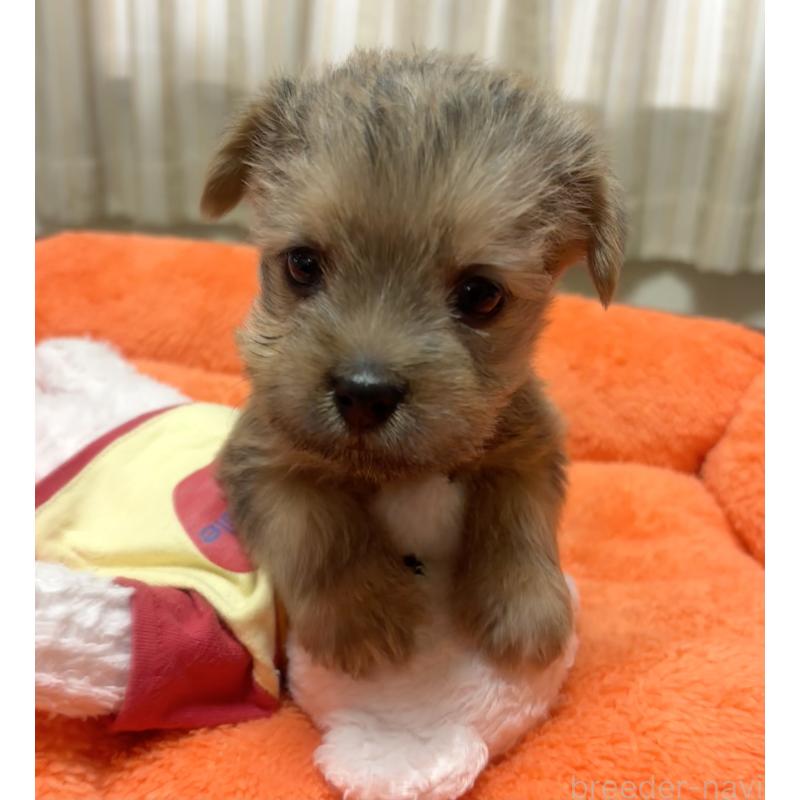 販売中の大阪府のノーフォークテリア-443269の4枚目