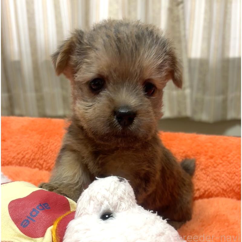 販売中の大阪府のノーフォークテリア-443269の3枚目