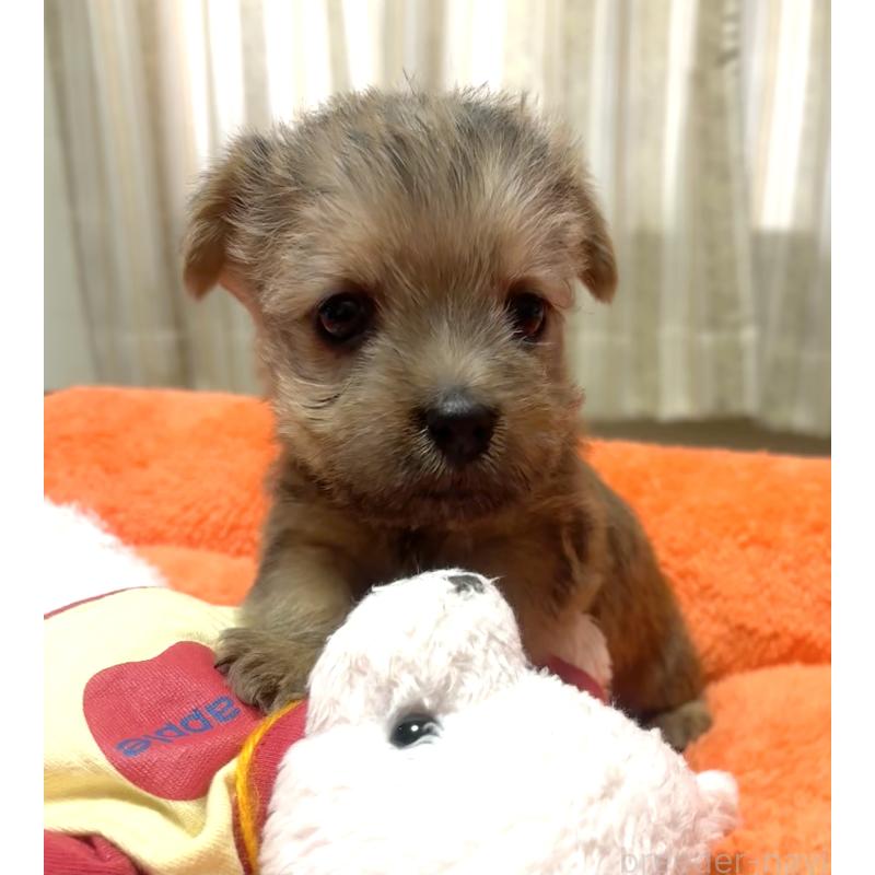 販売中の大阪府のノーフォークテリア-443269の2枚目